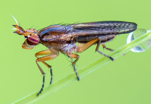 Limnia unguicornis &ndash; Foto 1