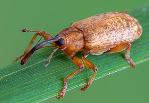 Langarmiger Spießrüssler (Dorytomus longimanus), 01.05.2019