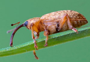 Langarmiger Spießrüssler (Dorytomus longimanus), 01.05.2019