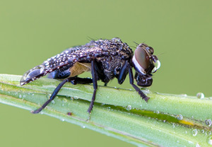 Platystoma seminationis, 25.05.2013