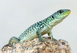 Perleidechse (Timon lepidus), 06.06.2013