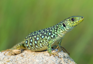 Perleidechse (Timon lepidus), 16.06.2013