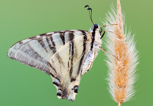 Segelfalter (Iphiclides podalirius), 15.07.2015