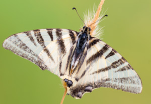 Segelfalter (Iphiclides podalirius), 15.07.2015