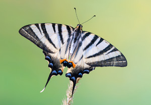 Segelfalter (Iphiclides podalirius), 29.07.2018