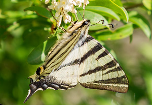 Segelfalter (Iphiclides podalirius) – Foto 1