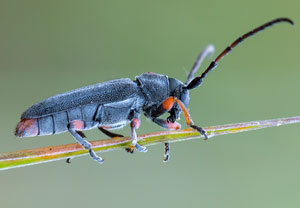 Schafgarben-Böckchen (Phytoecia pustulata) &ndash; Foto 2