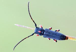 Schafgarben-Böckchen (Phytoecia pustulata) &ndash; Foto 1