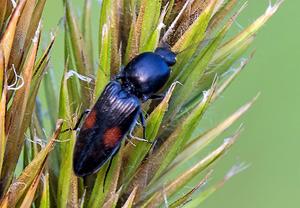 Cardiophorus biguttatus &ndash; Foto 1