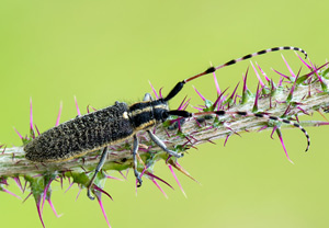 Agapanthia dahlii – Foto 1