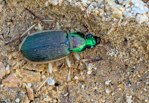 Chlaenius velutinus &ndash; Foto 1