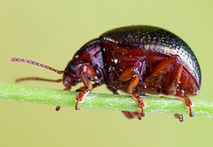 Chrysolina bankii, 20.06.2013