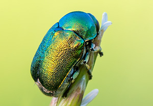 Smaragd-Fallkäfer (Cryptocephalus aureolus), 13.06.2014, Wyry