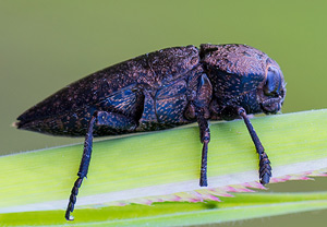 Capnodis tenebricosa – Foto 2