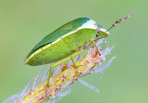 Grüne Reiswanze (Nezara viridula), 17.06.2013