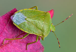 Grüne Reiswanze (Nezara viridula), 30.10.2021, Hürth