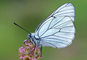 Baum-Weißling (Aporia crataegi), 03.06.2013, Sainte-Maxime