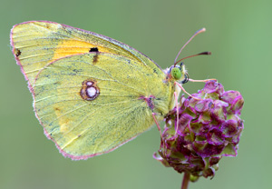 Postillon (Colias croceus) – Foto 1