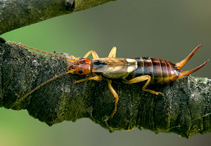 Gemeiner Ohrwurm (Forficula auricularia) &ndash; Foto 2