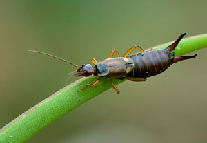 Gemeiner Ohrwurm (Forficula auricularia) &ndash; Foto 1