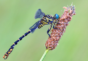 Westliche Zangenlibelle (Onychogomphus forcipatus), 15.06.2013