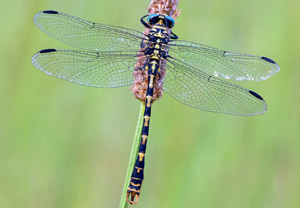 Westliche Zangenlibelle (Onychogomphus forcipatus)