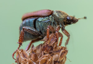 Silbriger Purzelkäfer (Hoplia philanthus), 09.07.2013