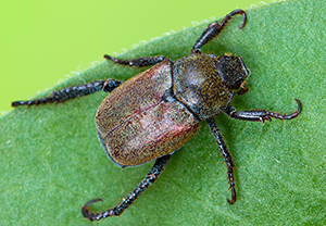 Silbriger Purzelkäfer (Hoplia philanthus), 15.06.2017