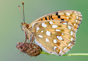 Großer Perlmuttfalter (Argynnis aglaja), 14.07.2013
