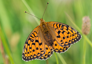Großer Perlmuttfalter (Argynnis aglaja), 13.07.2013