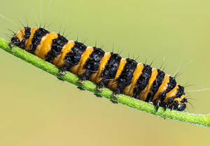 Jakobskrautbär (Tyria jacobaeae), 13.07.2013