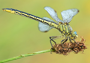 Westliche Keiljungfer (Gomphus pulchellus), 13.07.2013