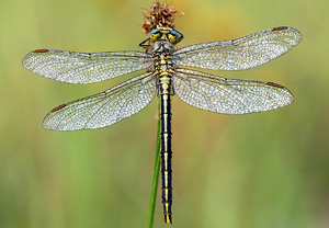 Westliche Keiljungfer (Gomphus pulchellus)