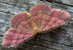 Violettroter Kleinspanner (Scopula rubiginata), 01.08.2026, Wyry