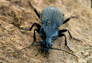 Großer Grabkäfer (Pterostichus niger) – Foto 2