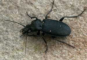 Pterostichus niger