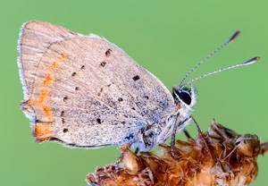 Kleiner Feuerfalter (Lycaena phlaeas) &ndash; Foto 1