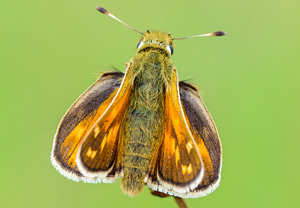 Komma-Dickkopffalter (Hesperia comma), 10.08.2013