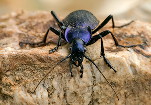Blauvioletter Waldlaufkäfer (Carabus problematicus) &ndash; Foto 3