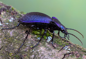 Blauvioletter Waldlaufkäfer (Carabus problematicus), 19.04.2019