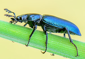 Kleiner Rehschröter (Platycerus caraboides), 23.04.2014