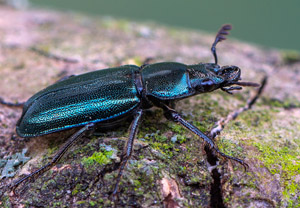 Kleiner Rehschröter (Platycerus caraboides), 19.04.2019