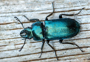 Kleiner Rehschröter (Platycerus caraboides), 25.04.2019