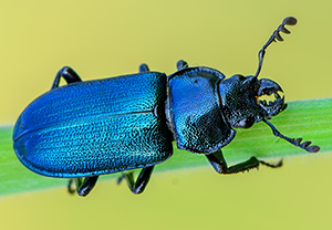 Kleiner Rehschröter (Platycerus caraboides)