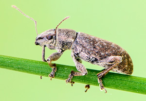 Gemeiner Graurüssler (Brachyderes incanus), 02.05.2014