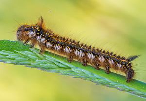Grasglucke (Euthrix potatoria), 17.05.2014