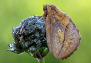 Grasglucke (Euthrix potatoria), 07.07.2020, Wyry