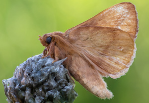 Grasglucke (Euthrix potatoria), 07.07.2020, Wyry