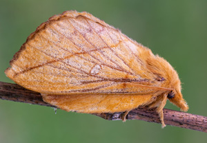 Grasglucke (Euthrix potatoria), 21.07.2020, Wyry