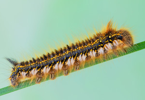 Grasglucke (Euthrix potatoria) &ndash; Foto 1